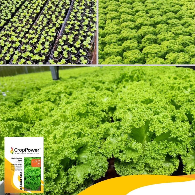 Crop Power Green Crown GC200 Green Coral Lettuce Pelleted Seeds (1000 pills)