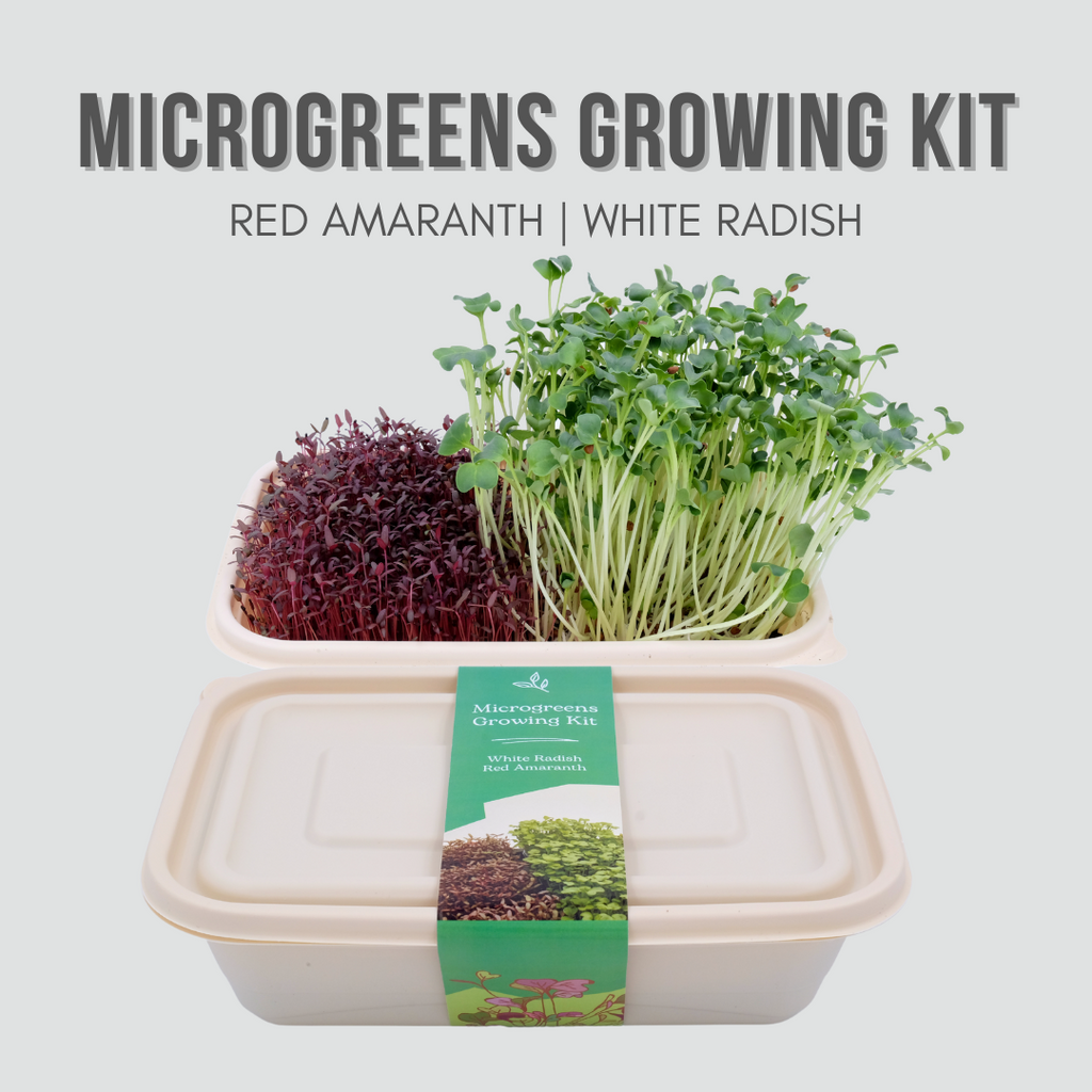 Microgreens Growing Kit with Red Amaranth and Radish
