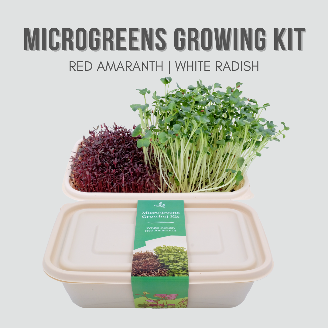 Illustration of Home Microgreens Growing Kit