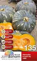 F1 Pumpkin Big Hercules - CityFarm Malaysia - The Urban Farming Expert
