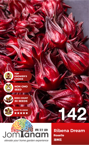 Roselle Ribena Dream 142