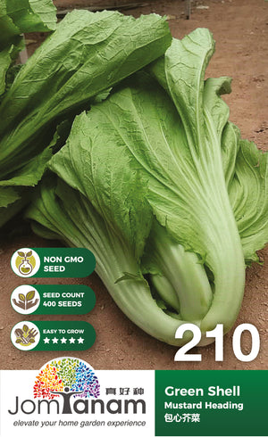 Mustard Heading Green Shell