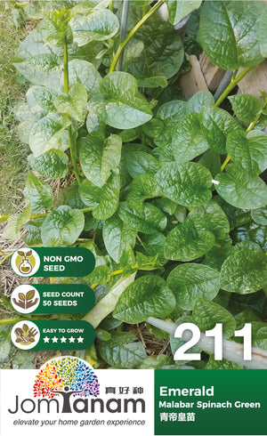 Malabar Spinach Green Emerald