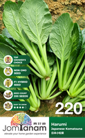 F1 Japanese Komatsuna Harumi 220 - CityFarm Malaysia - The Urban Farming Expert