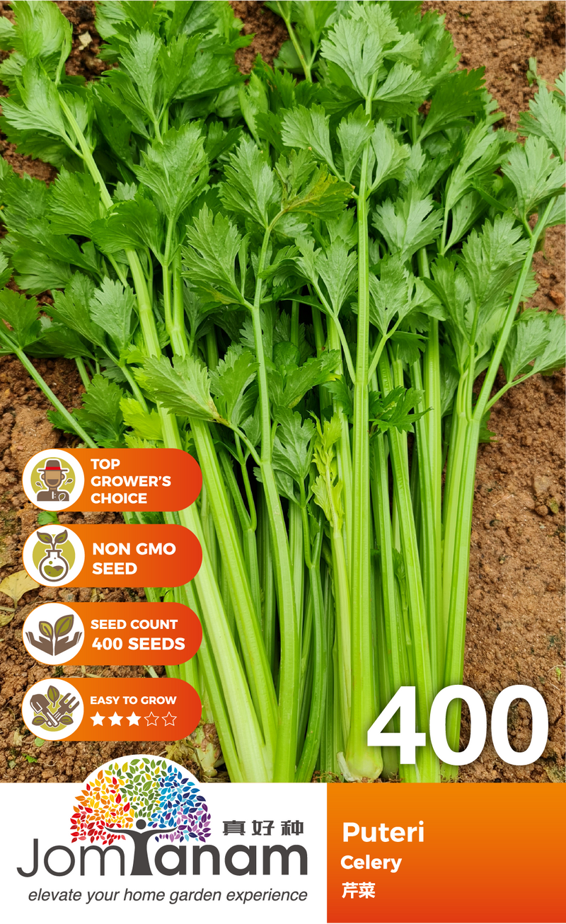 Celery Puteri 400