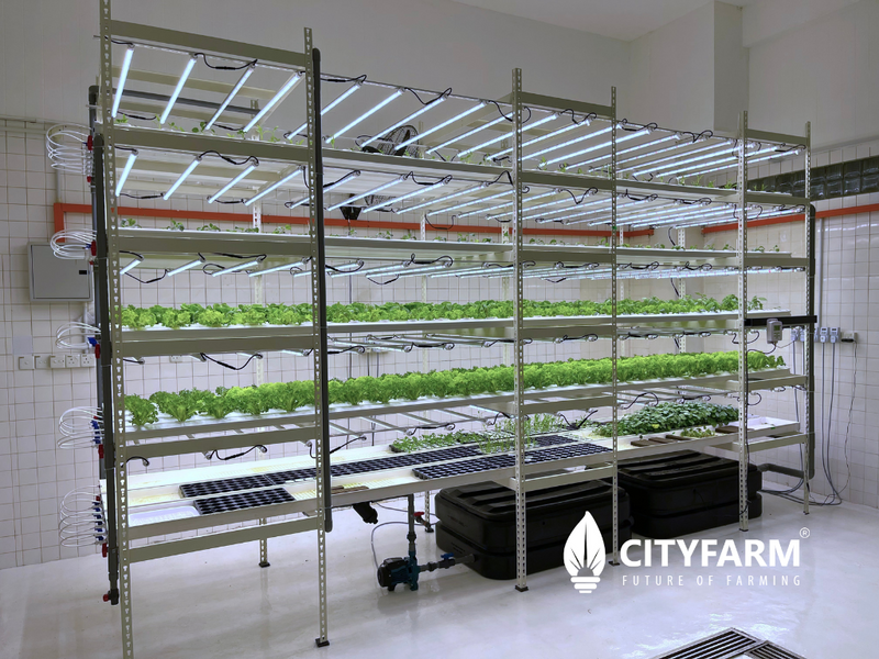 4 Level Plant Factory with Artificial Light(PFAL) Vertical Farm Module