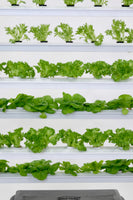 Outdoor Zig-Zag Vertical Farm