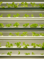 Indoor Zig-Zag Vertical Farm