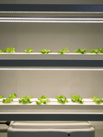 City Vertical Farm M