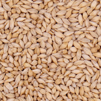 1Kg Unhulled Barley Seeds Whole Grain for Sprouting & Fodder Production - CityFarm Malaysia - The Urban Farming Expert