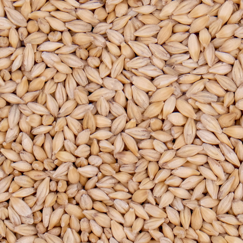 1Kg Unhulled Barley Seeds Whole Grain for Sprouting & Fodder Production