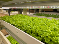 300mm x 65mm NFT Hydroponics Channel - CityFarm Malaysia - The Urban Farming Expert