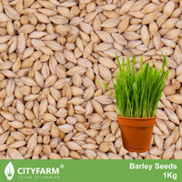 1Kg Unhulled Barley Seeds Whole Grain for Sprouting & Fodder Production - CityFarm Malaysia - The Urban Farming Expert