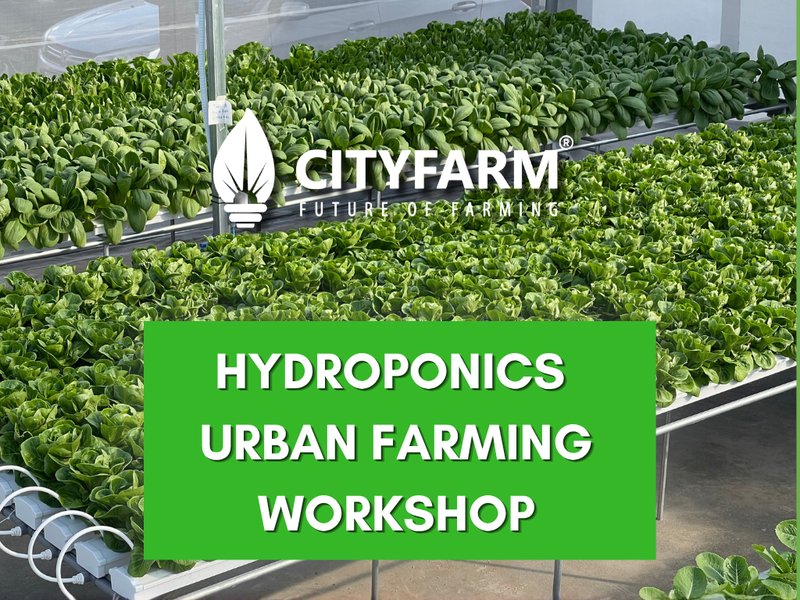 Hydroponics Urban Farming Workshop (5th September 2026)