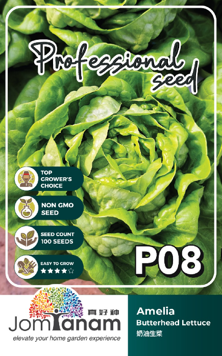 Butterhead Lettuce Amelia P08