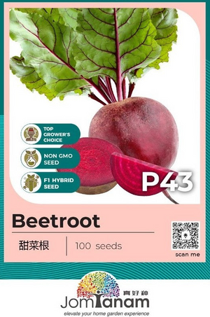 F1 Beetroot P43