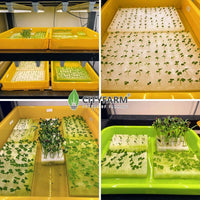 Germination Sponge (1 sheet = 117 Cubes) - CityFarm Malaysia - The Urban Farming Expert