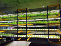 4 Level Plant Factory with Artificial Light(PFAL) Module - CityFarm