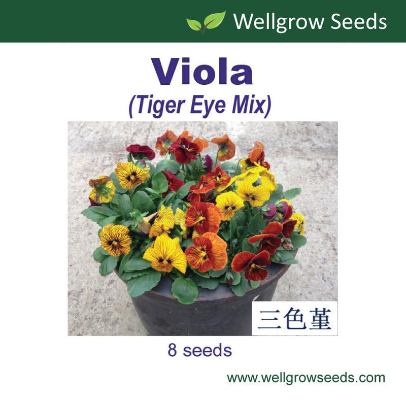 WHT - Viola Tiger Eye Mix (8sds) 三色堇