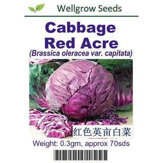Cabbage Red Acre Seeds(0.3gm, approx. 70 seeds) - CityFarm