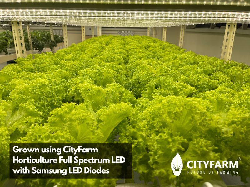 4 Feet CityFarm Horticulture Full Spectrum LED T8 Growlight - Wire Link Connection