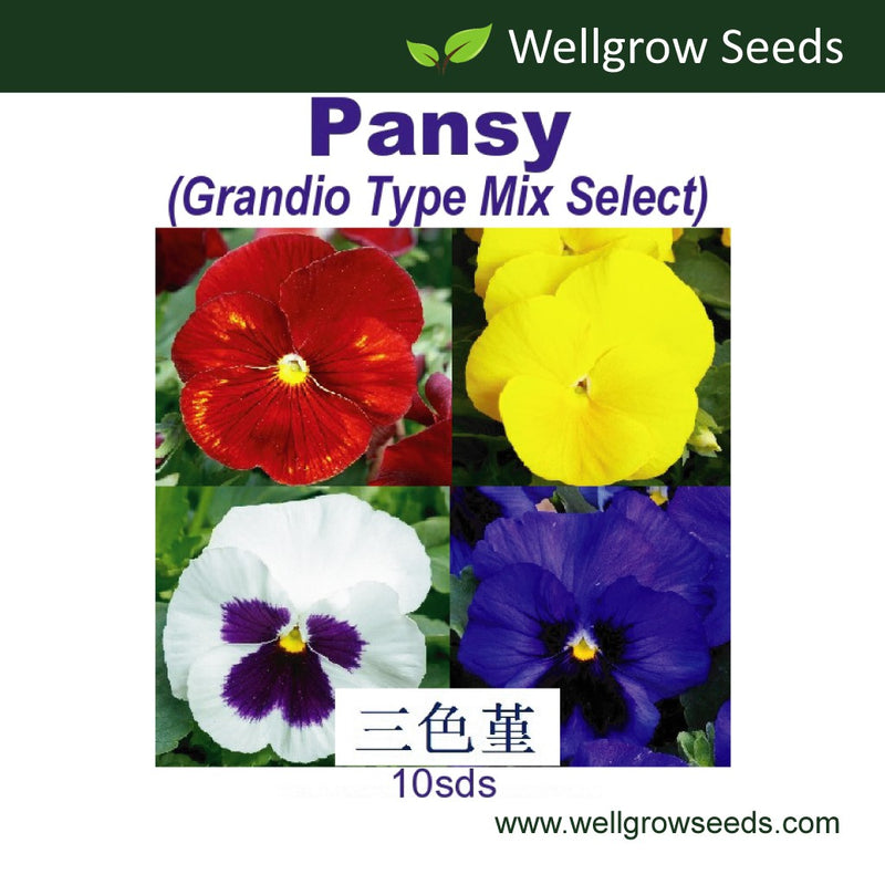 WHT - Pansy Grandio Type Mix Select (10 seeds) 三色堇