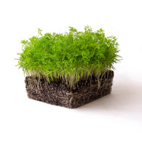 Dill Microgreen Seeds