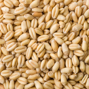 Organic Wheatgrass Seeds 小麦草 1Kg - CityFarm