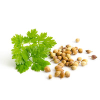 Coriander/Cilantro Microgreen Seeds