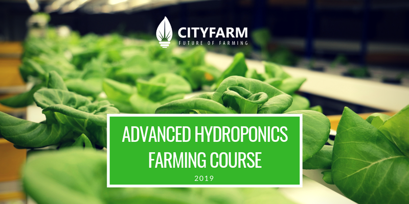 Hydroponics Farming Course with FREE Farm Set (Sep 2019) - CityFarm