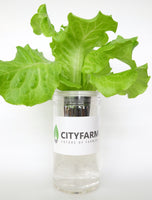 City Window Farm (All Inclusive Beginner Kit) - CityFarm