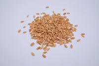Organic Wheatgrass Seeds 小麦草 1Kg - CityFarm