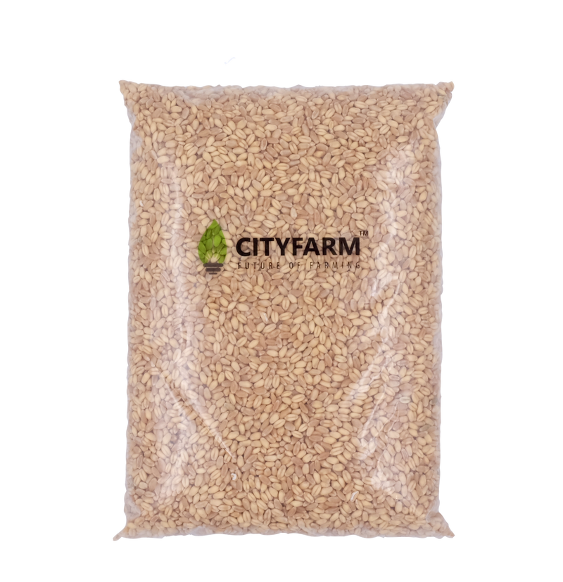 Organic Wheatgrass Seeds 小麦草 1Kg