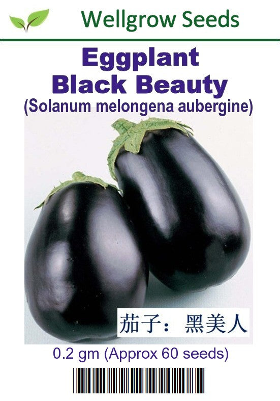 WHT - Eggplant Black Beauty - CityFarm