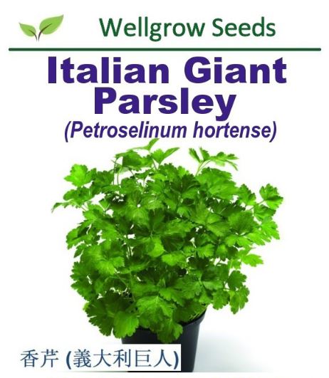 Italian Giant Parsley Seeds (6gm, approx 2,400 sds) Benih Daun Sup - CityFarm