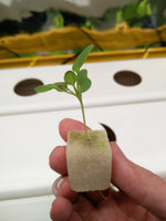 Germination Sponge (1 sheet = 117 Cubes) - CityFarm