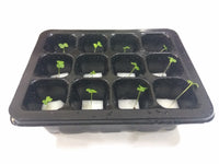 Mini Germination Box (Set of 2) - CityFarm