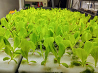 Germination Sponge (1 sheet = 117 Cubes) - CityFarm