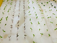Germination Sponge (1 sheet = 117 Cubes) - CityFarm