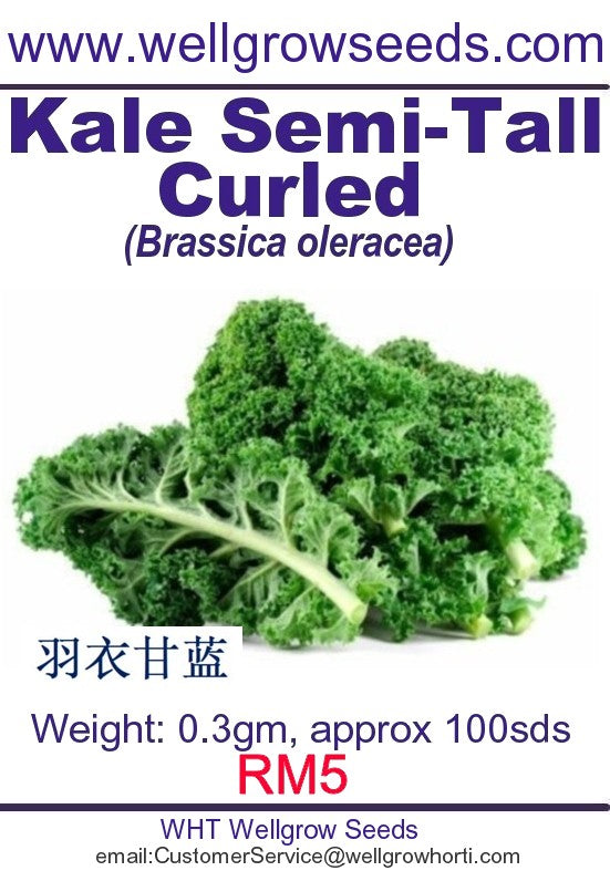 WHT - Kale Semi-Tall Curled - CityFarm