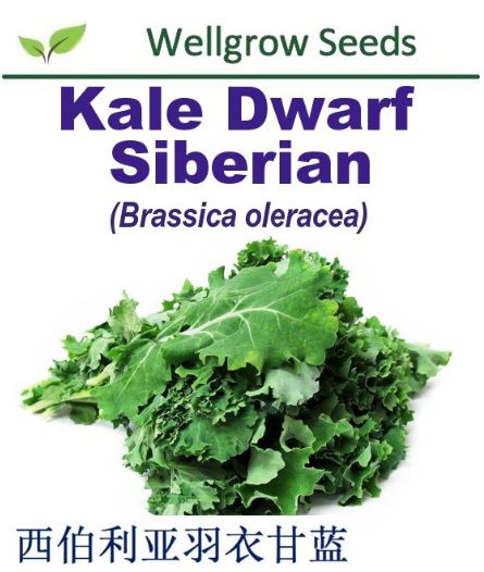 WHT- Kale Dwarf Siberian 2gm approx 580sds 西伯利亚羽衣甘蓝 - CityFarm