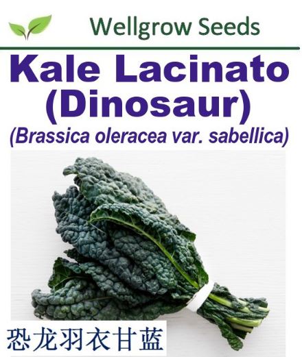 WHT- Kale Lacinato (Dinosaur) 0.5gm approx 160sds 恐龙羽衣甘蓝 - CityFarm
