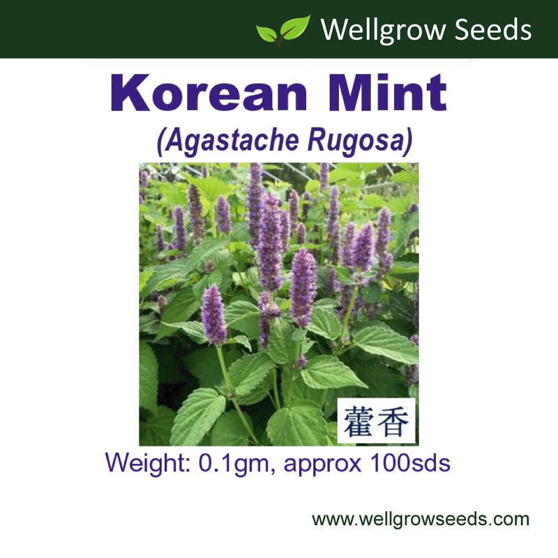 WHT - Korean Mint (0.1gm, approx. 100 sds ) 藿香