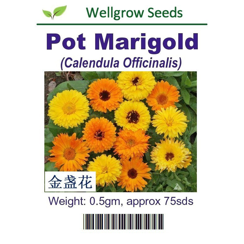 WHT-Pot Marigold - CityFarm