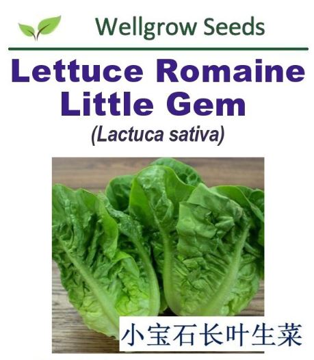 WHT- Lettuce Romaine Little Gem (0.5gm approx 500sds) 小宝石长叶生菜 - CityFarm