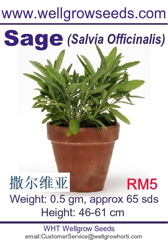 WHT - Sage Seeds - CityFarm