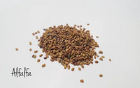 Alfalfa Microgreen Seeds - CityFarm