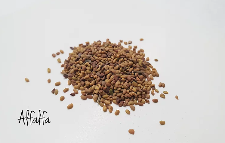 Alfalfa Microgreen Seeds - CityFarm