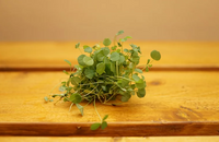 Alfalfa Microgreen Seeds - CityFarm