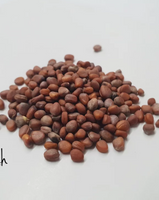 Radish Microgreen Seeds - CityFarm